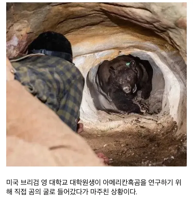 동굴 속에서 연구자가 아메리칸흑곰과 마주보고 있는 어색한 장면