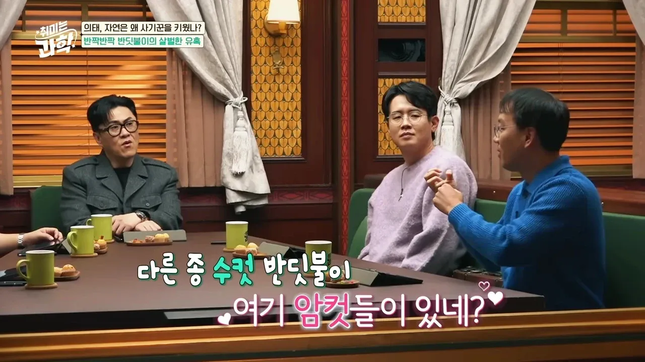 다른 종 수컷을 유인하는 반딧불이의 의태 전략을 설명하는 일러스트