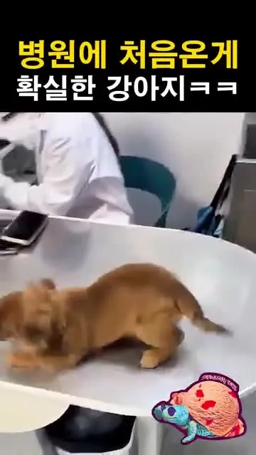 병원에 처음 와서 긴장한 표정의 강아지