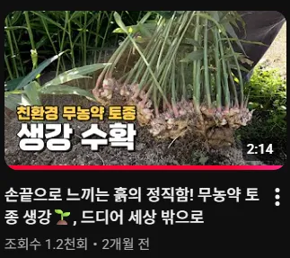 무농약 토종 생강을 손으로 수확하는 귀농 유튜버의 모습