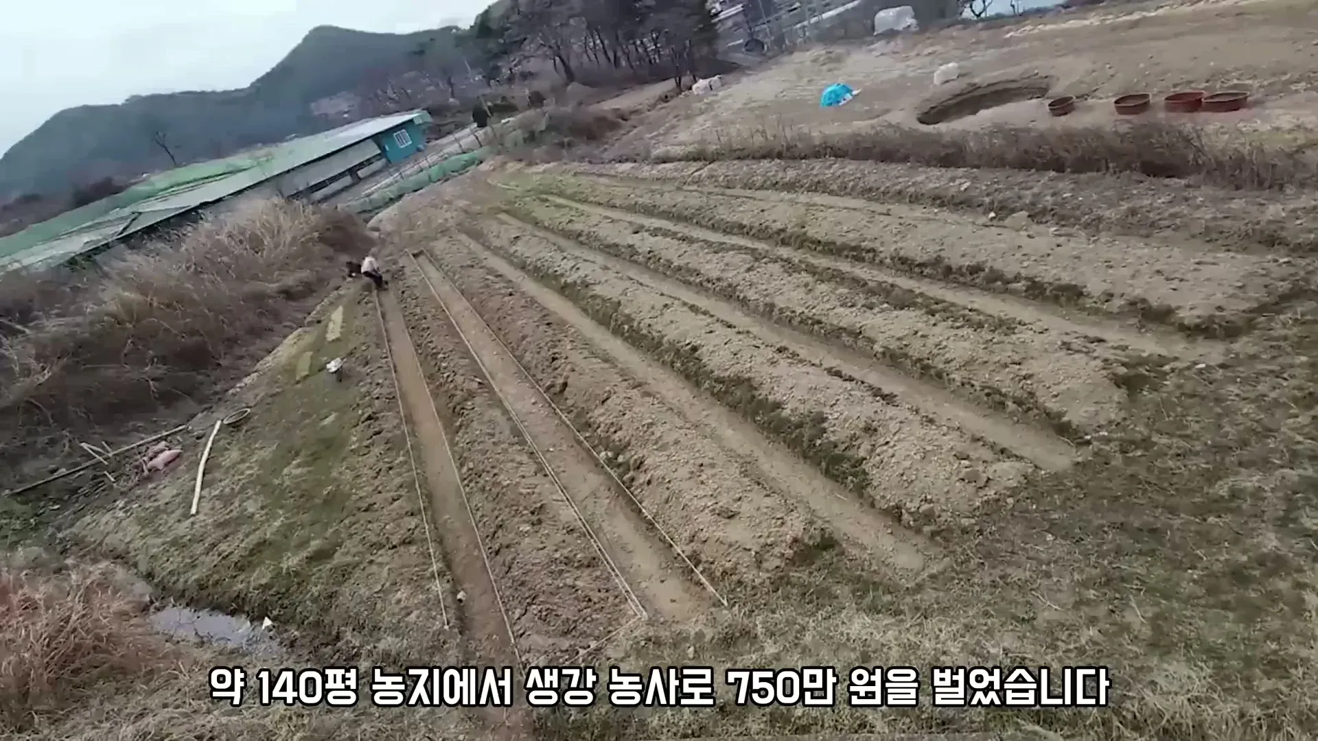140평 농지에서 생강 재배로 750만원 수익을 올린 귀농 유튜버의 농사 성과 인증 이미지