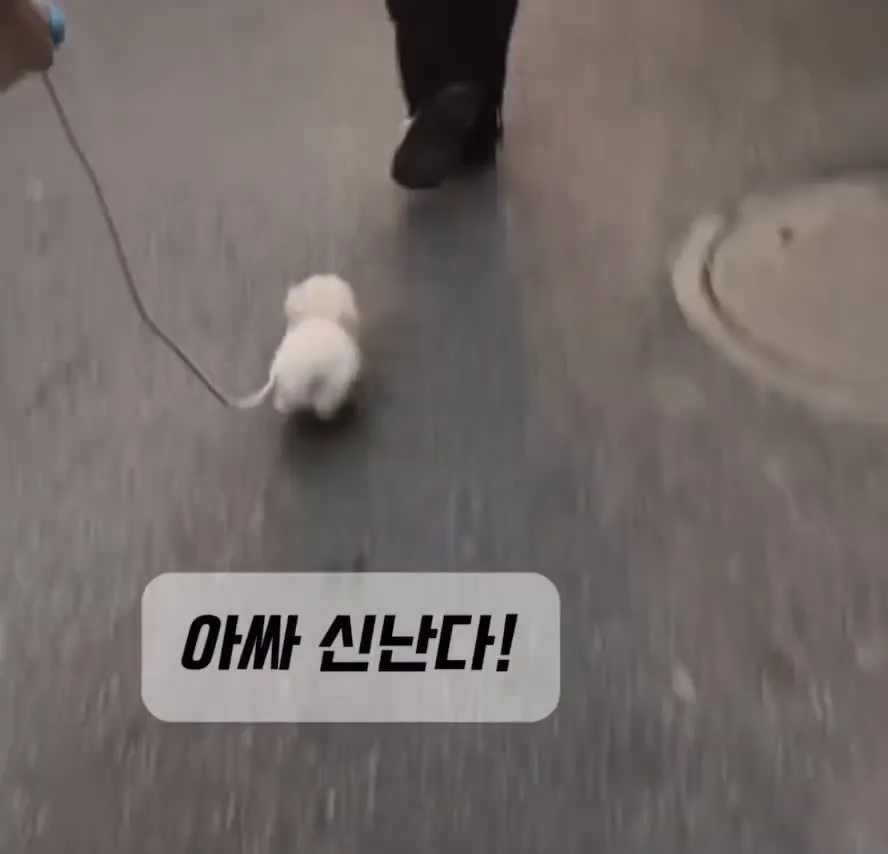 신나서 달려오는 강아지