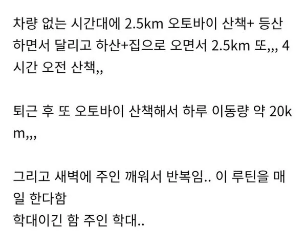 하루 20km 산책하는 허스키의 운동 루틴을 설명하는 텍스트 이미지