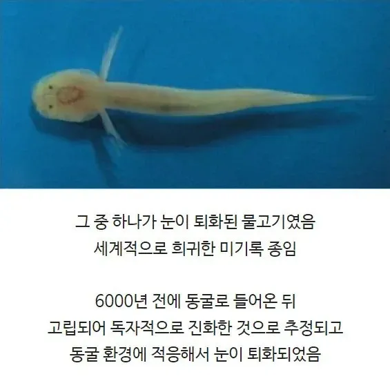 눈이 퇴화된 희귀 동굴 물고기, 6000년간 고립되어 독자적 진화한 미기록 종