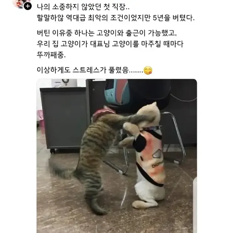 고양이와 함께 출근하며 5년간 힘든 첫 직장을 버틴 사연을 담은 글