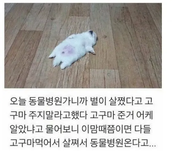 동물병원에서 고구마 먹어 살찐 강아지 별이 이야기하는 글