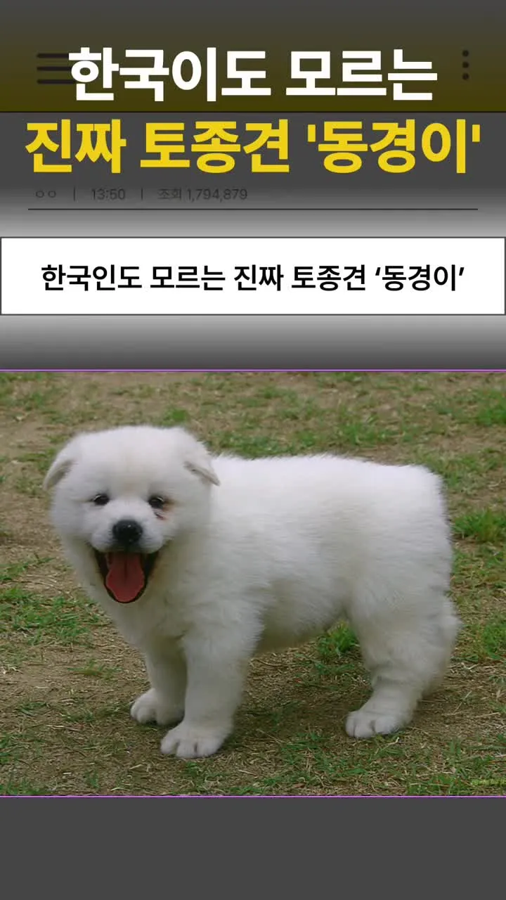 한국 토종견 동경이를 소개하는 텍스트 이미지