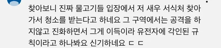 청소새우가 물고기 입 안을 청소하는 공생 관계를 설명하는 텍스트