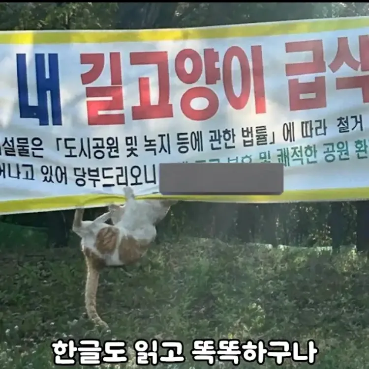 길고양이 급식소 철거 안내 현수막 앞에 앉아있는 고양이