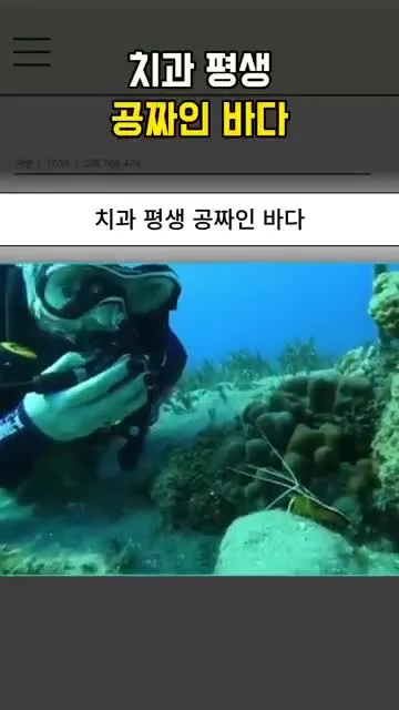 청소물고기가 큰 물고기의 입 안을 청소하는 바다 속 공생 장면