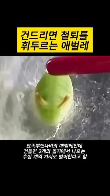 뿔족부전나비 애벌레가 돌기에서 가시를 내밀어 방어하는 모습