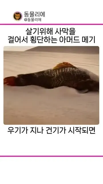 건기에 사막을 걸어서 횡단하는 아머드 메기
