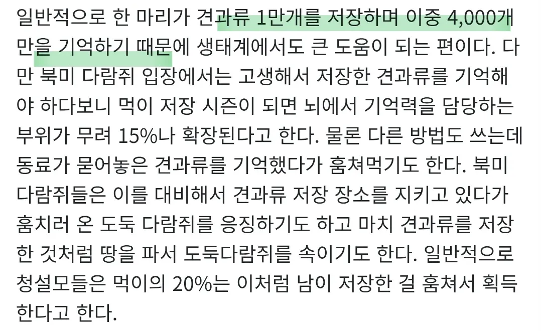 견과류를 저장하고 훔치는 북미 다람쥐의 생태 설명 텍스트