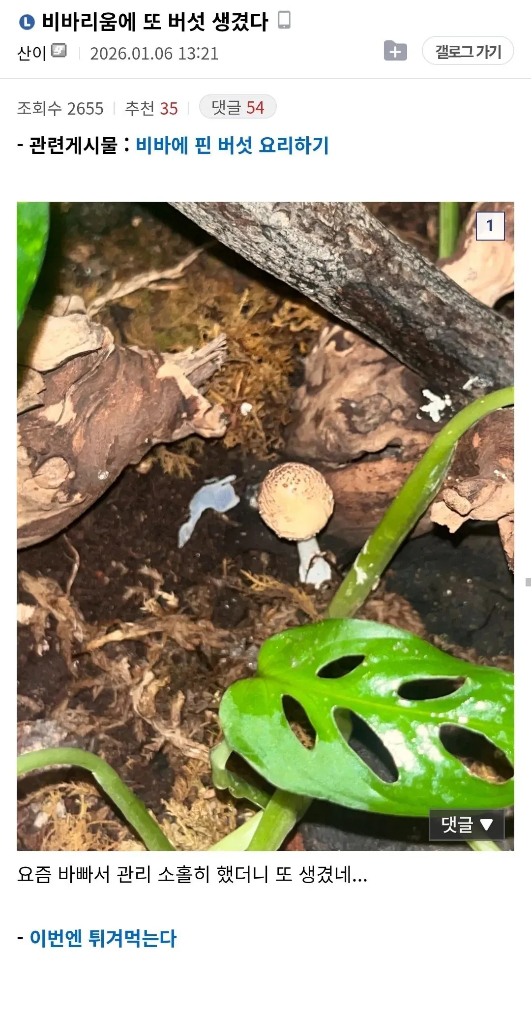 비바리움에 버섯이 자란 사진, 관리 소홀로 생긴 버섯을 튀겨먹겠다는 글