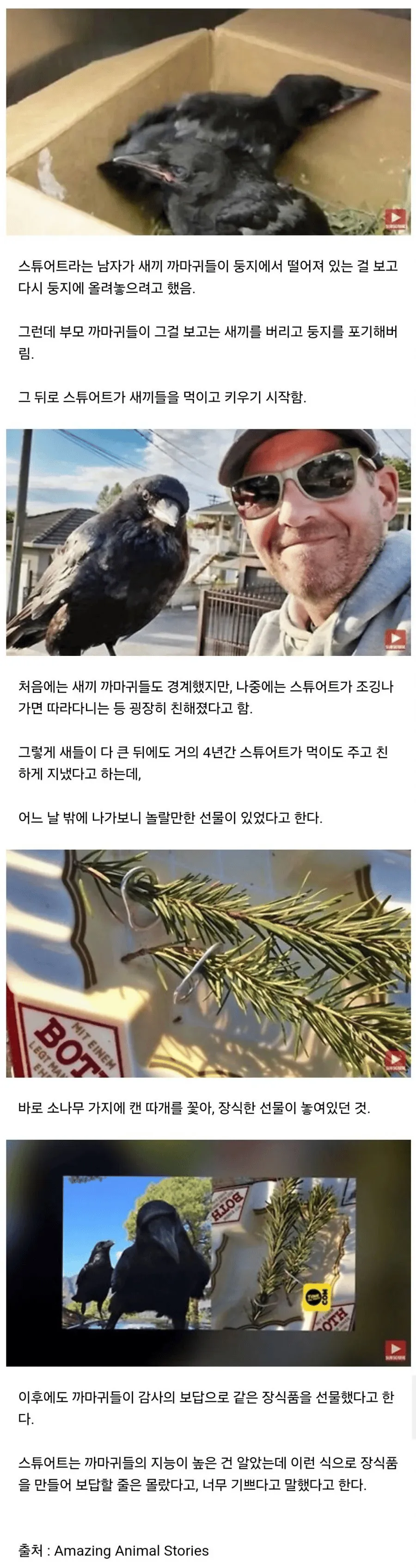 새끼 까마귀를 키운 남자에게 선물을 가져온 까마귀 사진