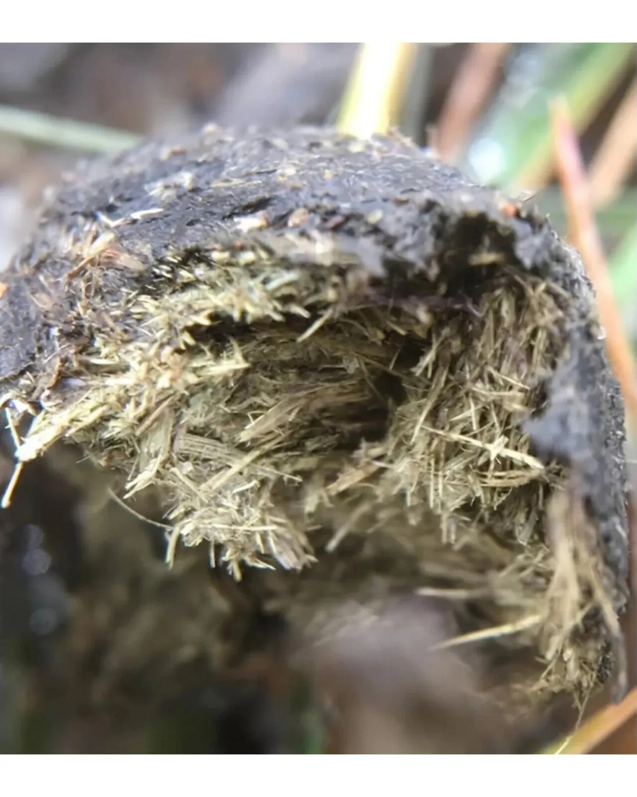 호주 쫀득 쿠키 제품 이미지