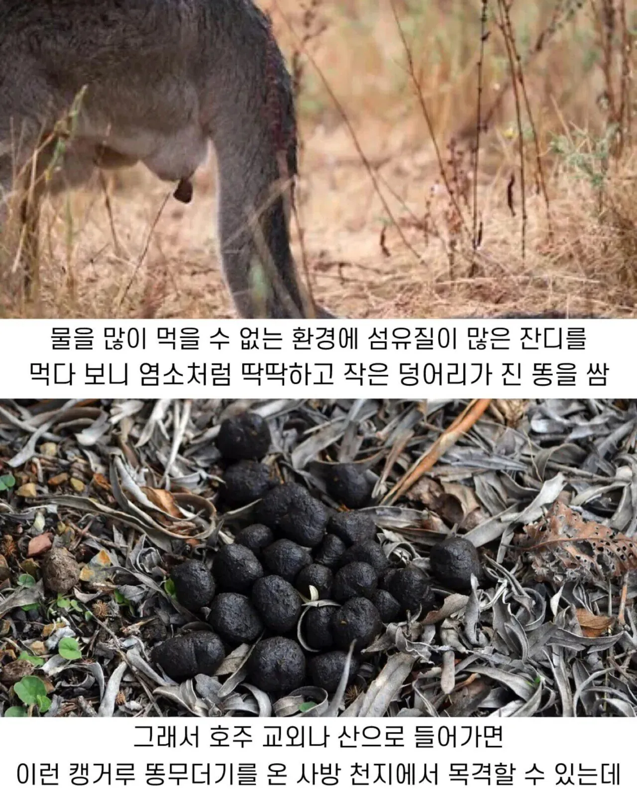 캥거루 똥이 작고 딱딱한 덩어리인 이유를 설명하는 텍스트