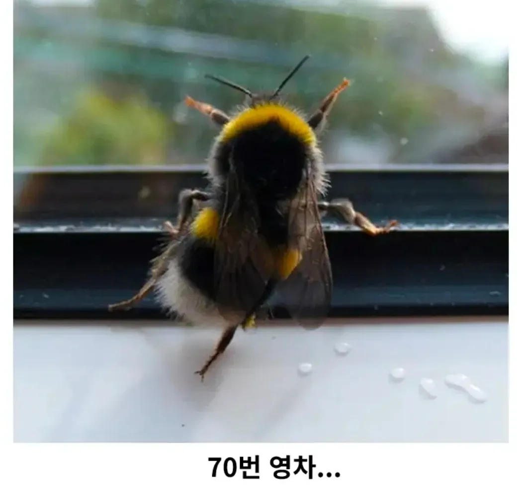 꿀꽈배기 봉지에서 꿀을 짜내는 장면, 70번째 시도