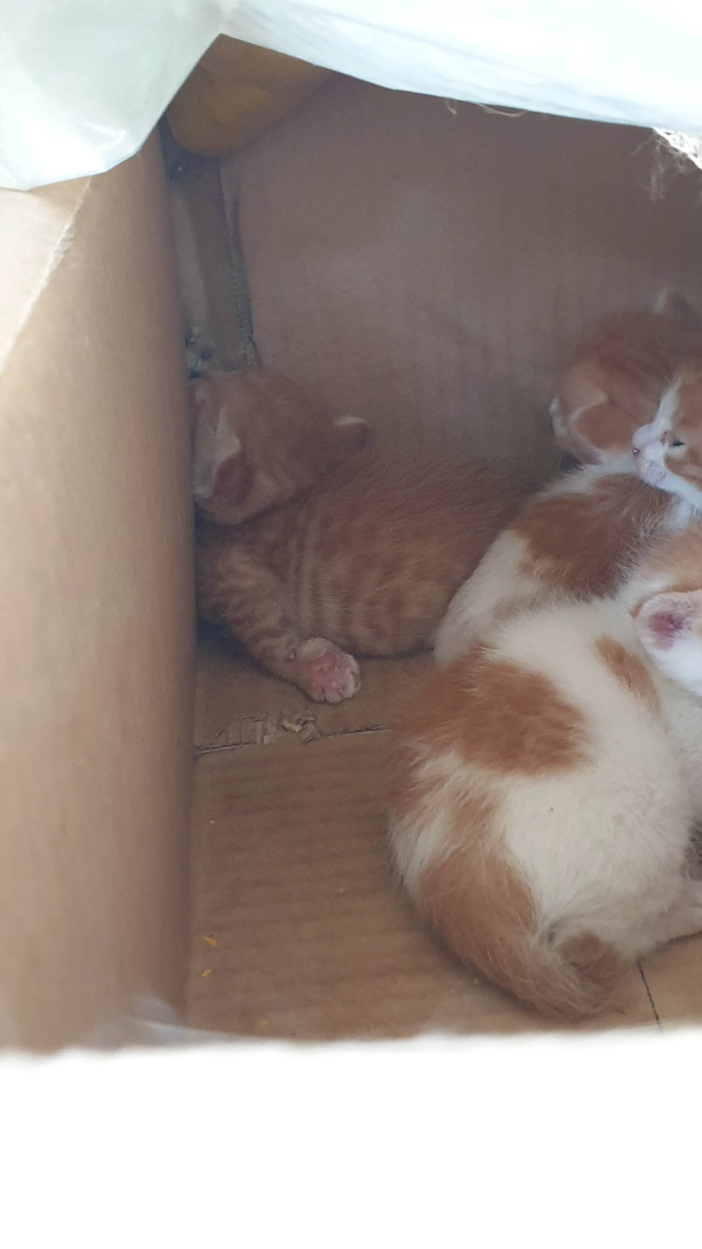 이 이미지를 분석해볼게.

스크린샷에 보이는 내용:
- **Fake User Bot** 탭이 열려있고, 봇이 **실행 중** 상태야
- 왼쪽에 6개의 페르소나가 있고, "전체 보기