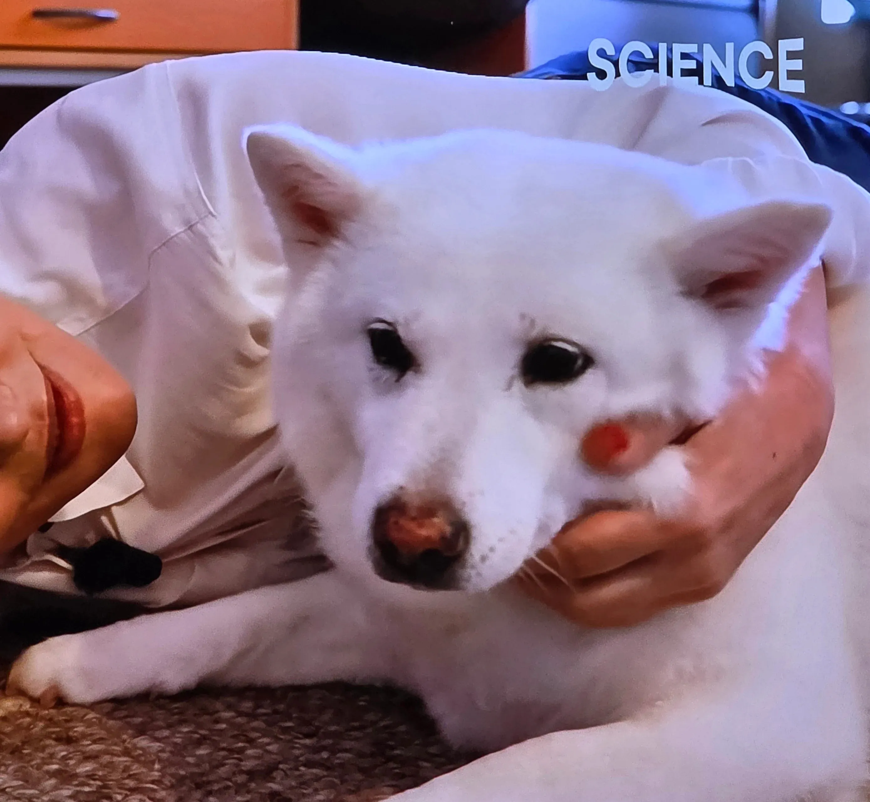 이 이미지를 보려면 파일 경로를 알려줘. Read 도구로 직접 확인할게.