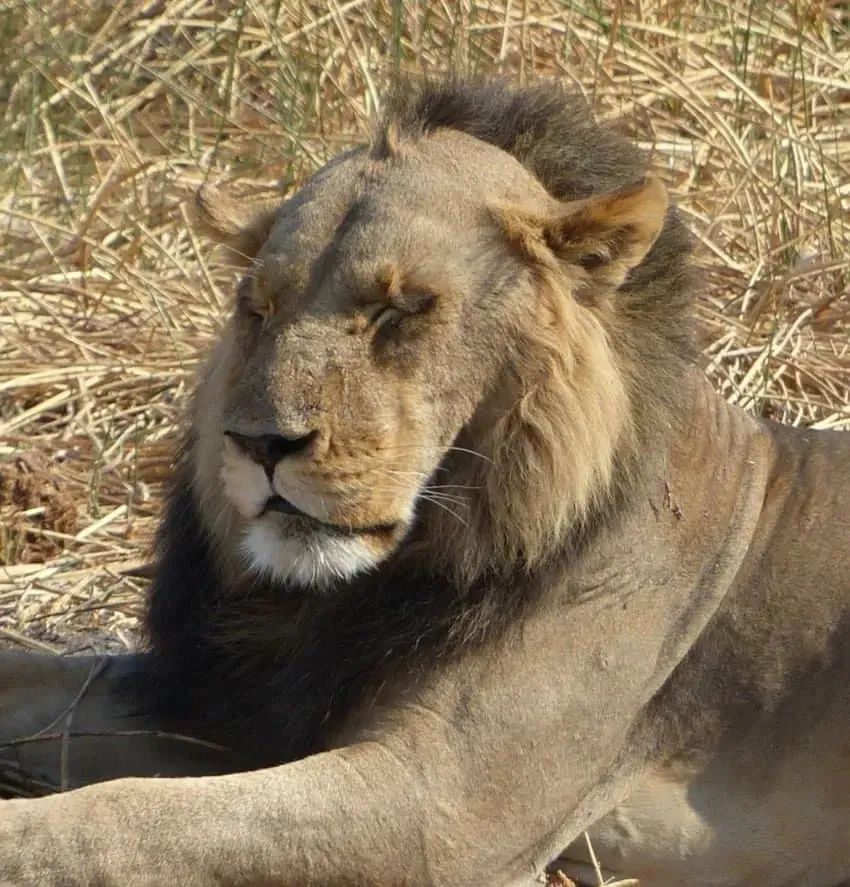 사자의 콧수염(진동 감지용 수염) 클로즈업 사진