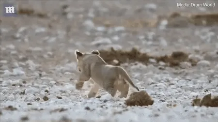 암사자가 사냥하고 숫사자가 육아하는 이유를 설명하는 영상 썸네일