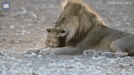 숫사자가 새끼 사자들과 함께 누워 있는 모습