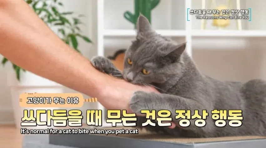 고양이가 쓰다듬을 때 무는 것은 정상 행동임을 설명하는 수의사 정보 이미지
