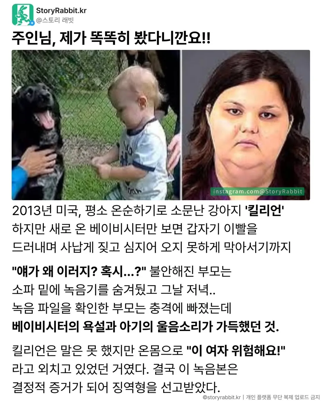 2013년 미국에서 베이비시터의 아동학대를 감지하고 짖어 알린 강아지 킬리언 이야기