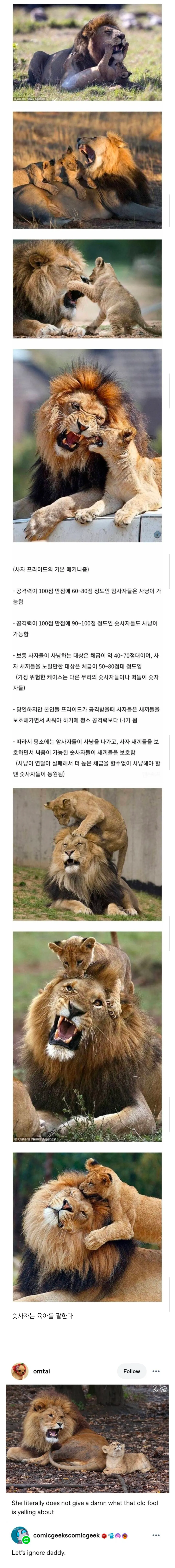 사자 프라이드의 역할 분담을 설명하는 인포그래픽: 암사자 사냥, 숫사자 새끼 보호 담당