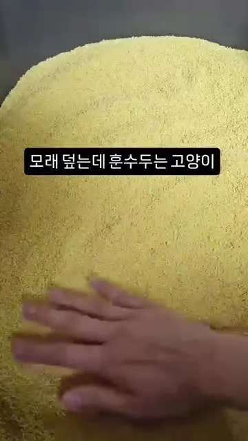 모래를 덮는 집사에게 훈수를 두는 고양이