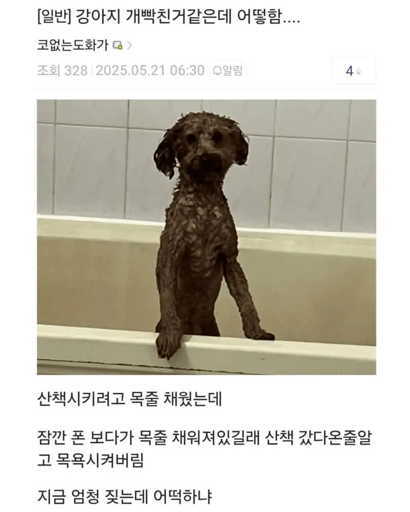 목줄 찬 채 산책도 못 가고 목욕당한 억울한 표정의 강아지