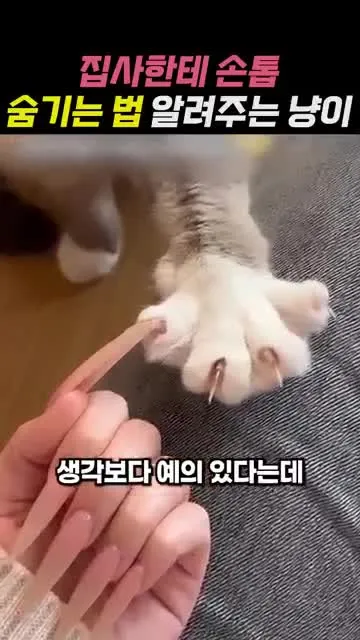 고양이가 발톱을 넣는 방법을 시연하며 집사에게 가르쳐주는 모습