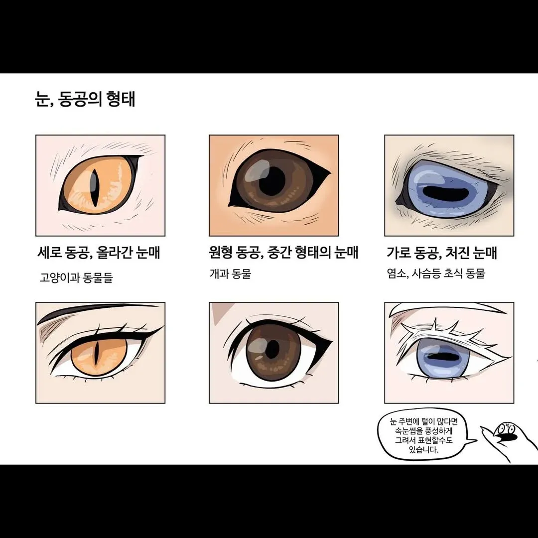 동물 눈 형태 비교: 세로 동공(고양이과), 원형 동공(개과), 가로 동공(초식동물) 일러스트