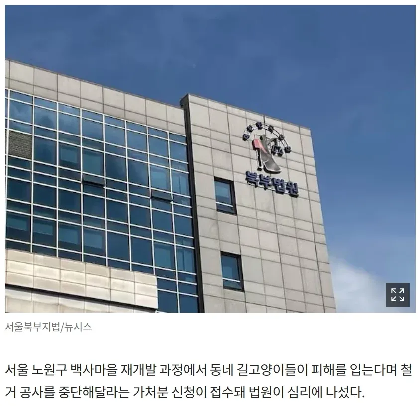 서울 노원구 백사마을 재개발 현장의 길고양이 관련 뉴스 기사 캡처 화면