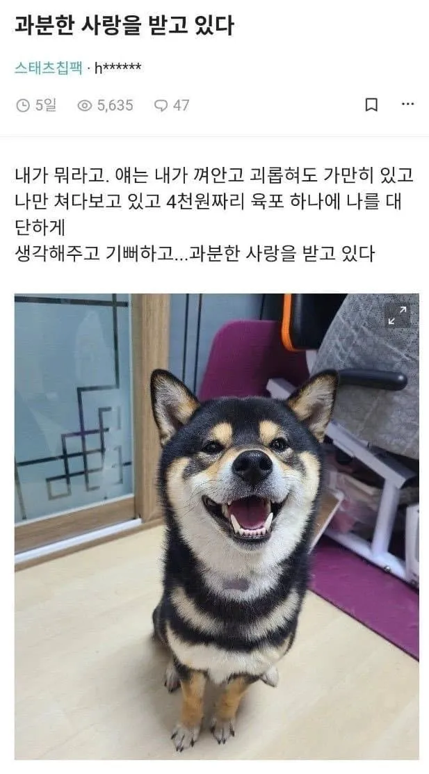 주인에게 안긴 채 올려다보는 강아지와 육포 간식