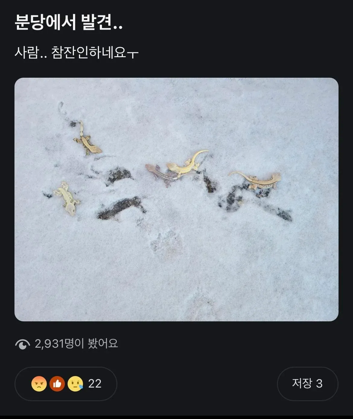 길바닥에 버려져 얼어 죽은 도마뱀들의 사진