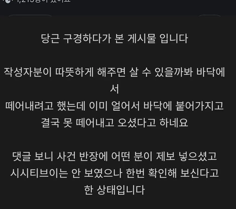 길바닥에 얼어붙어 죽은 채 버려진 도마뱀들의 사진