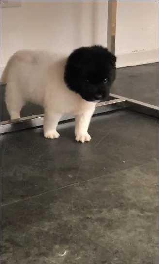 흑백 무늬 고양이가 편안하게 누워 있는 모습