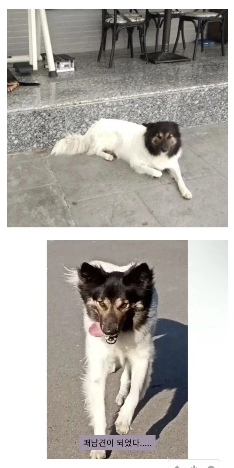 성장해서 멋진 외모가 된 반반이의 근황 사진