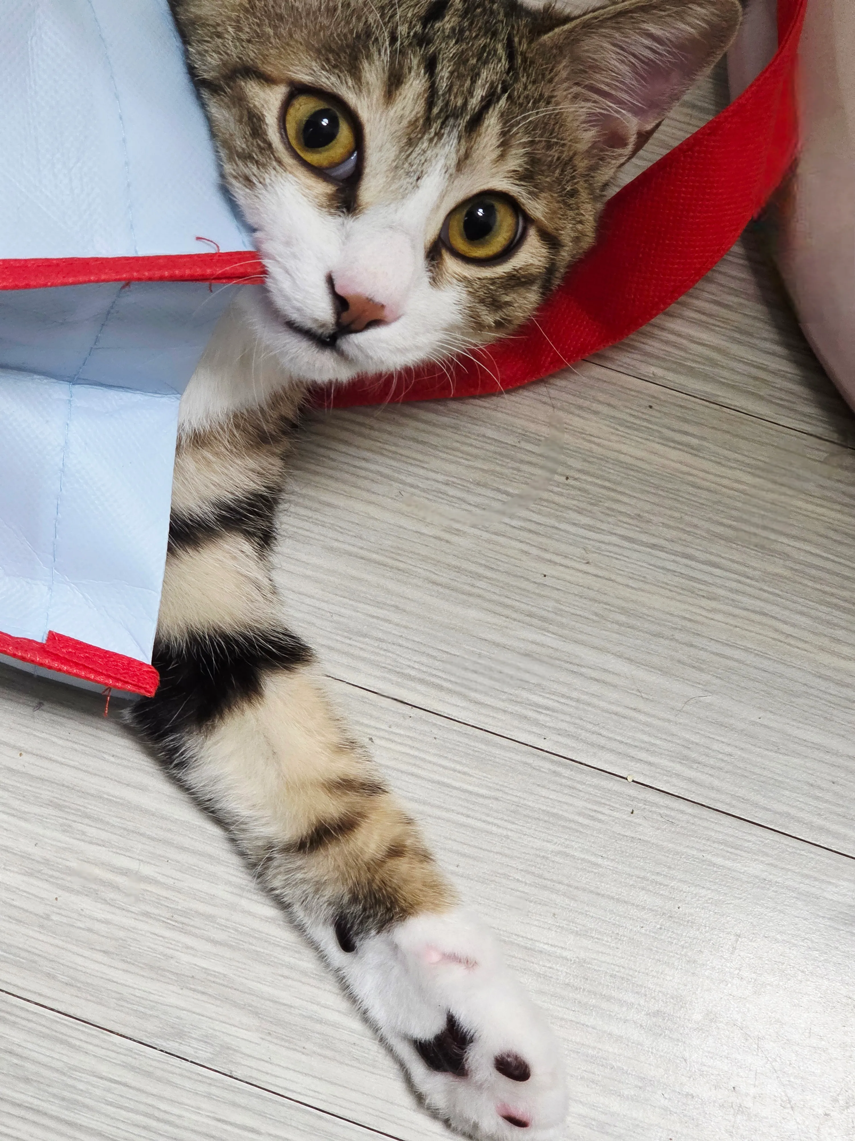 문자 대화 캡처: 국제전화 피싱 의심 문자에 대한 경고 대화