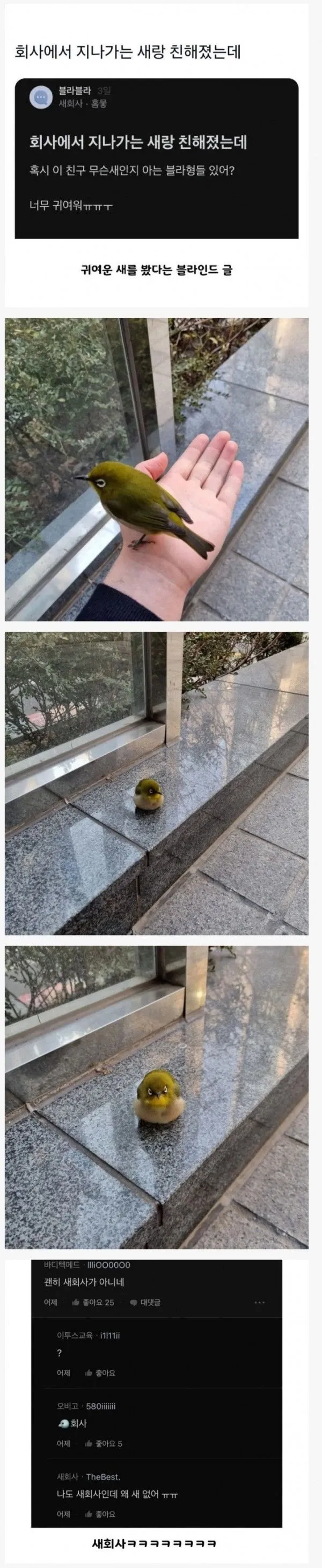 블라인드 앱에서 회사 근처 새와 친해졌다는 글과 '새회사' 언어유희 댓글들