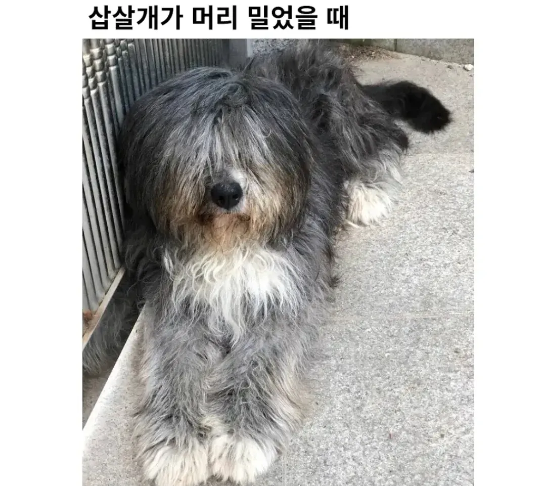 털이 긴 삽살개와 털을 민 삽살개의 비교 사진