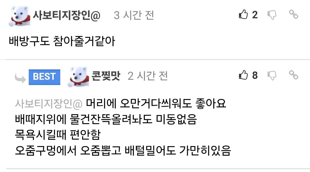 머리에 물건을 올려도 가만히 있는 순한 고양이