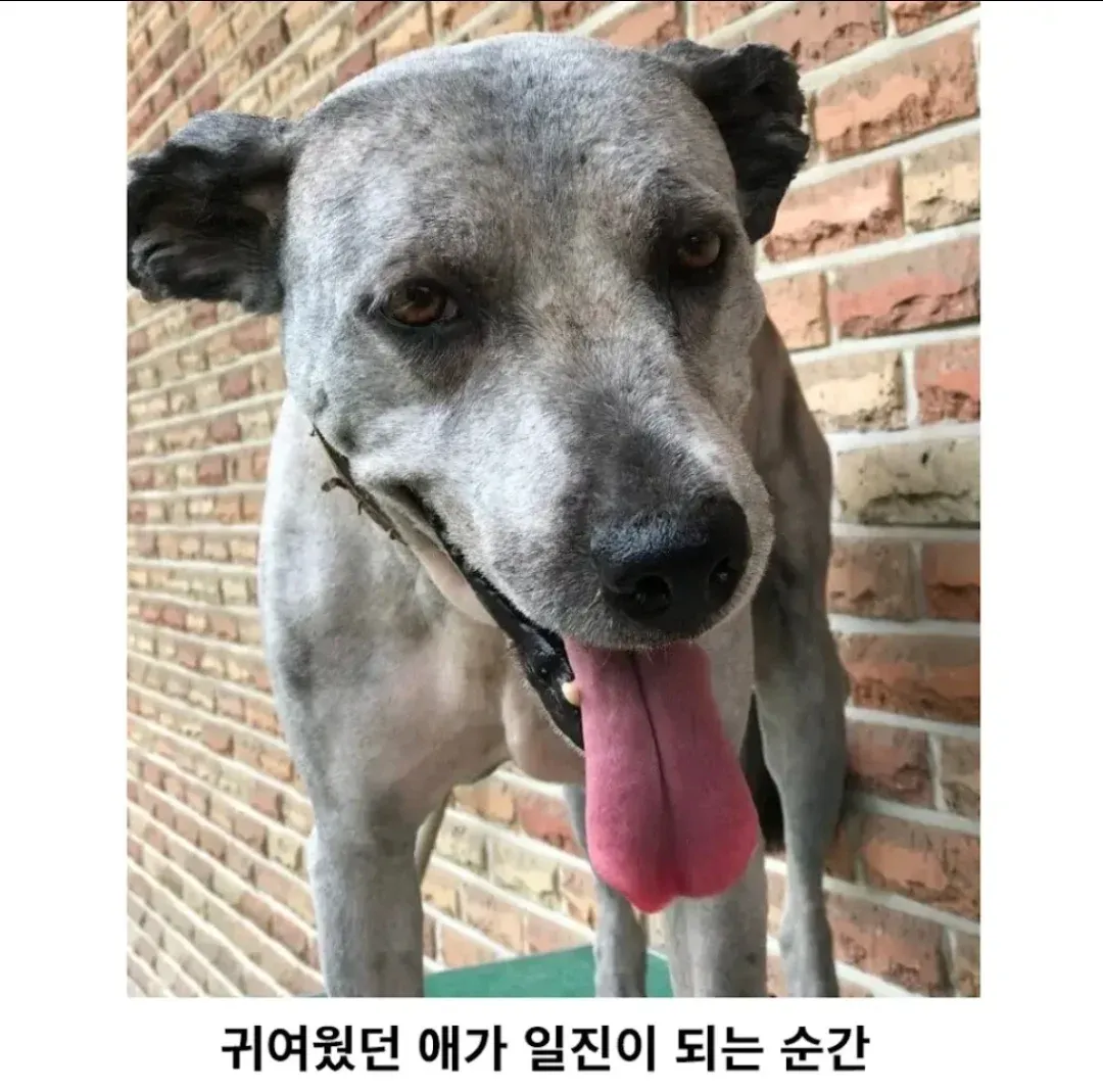 털이 자라 눈을 덮은 삽살개의 어릴 때와 성견 비교 사진