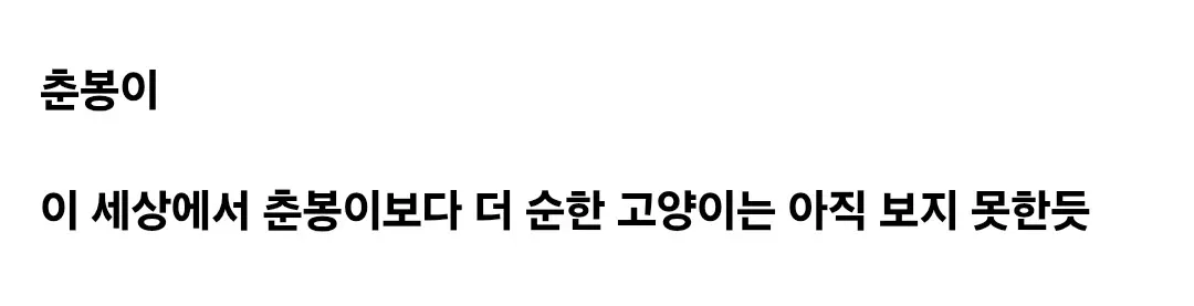 순한 성격의 고양이 춘봉이가 온순하게 앉아있는 모습