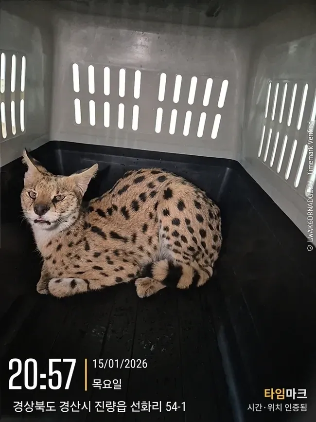 타임마크 앱으로 시간·위치 인증된 서벌 사진, 경북 경산시 진량읍