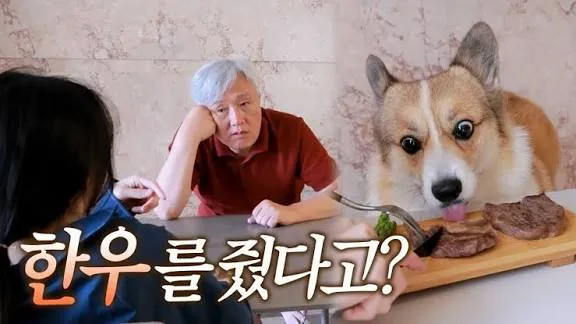 한우를 먹고 행복해하는 강아지와 "한우를 줬다고?" 자막
