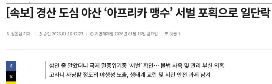 경산 도심 야산에서 포획된 아프리카 맹수 서벌 관련 뉴스 속보 화면