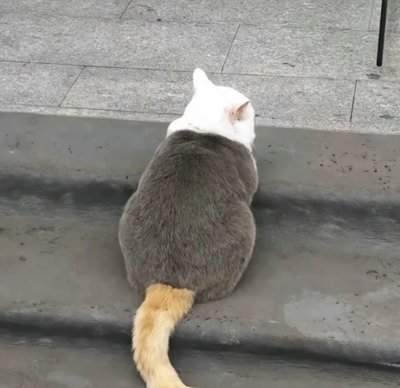 삼색 고양이가 편안하게 누워 있는 모습